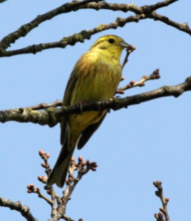 Yellowhammer - Classic bird or arable farms - not seen so much these days