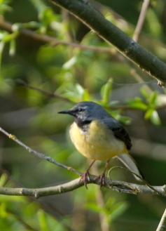 Grey wagtail (male)