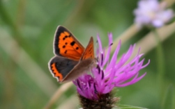 Small Copper 8th August 2012