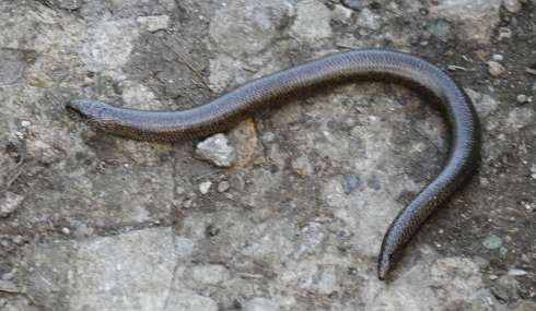 Slow Worm on Sherston Cliff May 2013