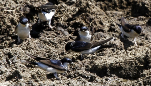 House Martins collecting mud for their nests