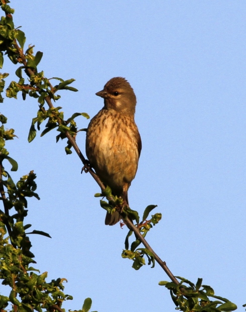 Linnet on the Cliff