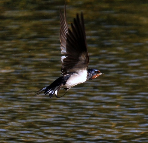 Swallow just after it diver in the river