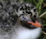 Tern Chick