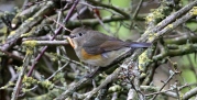 Red-flanked Bluetail. Marshfield. 6 March 2014