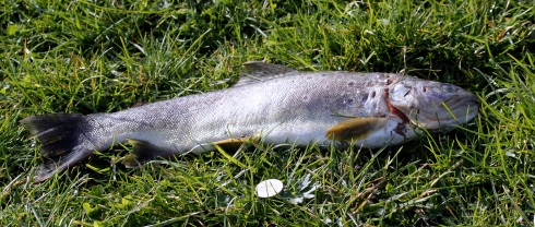 Trout on the Cliff - Sherston. Pound coin for size